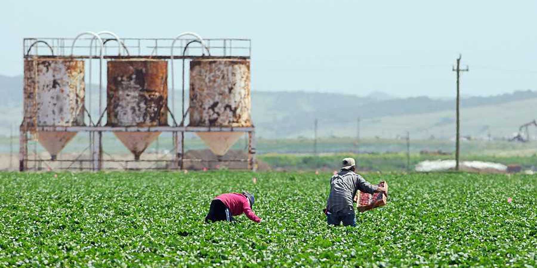 A view of farm workers bending over fields with mountains in the background
