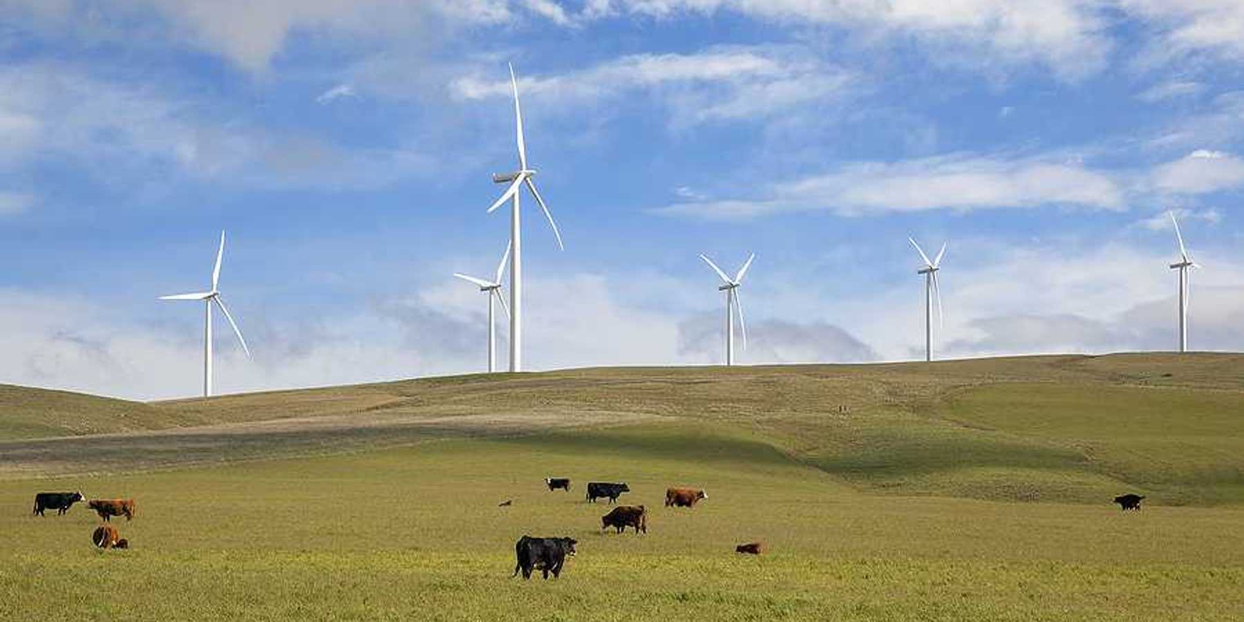 A view of green hills with cattle grazing on them with wind turbines in the background