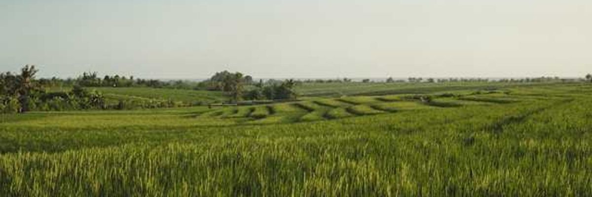 A view of green rice fields stretching into the distance