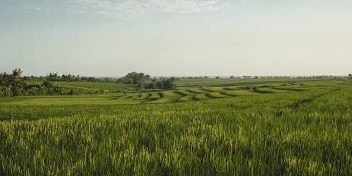 A view of green rice fields stretching into the distance