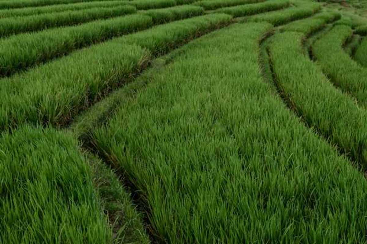 A view of rows of rice plants in a field