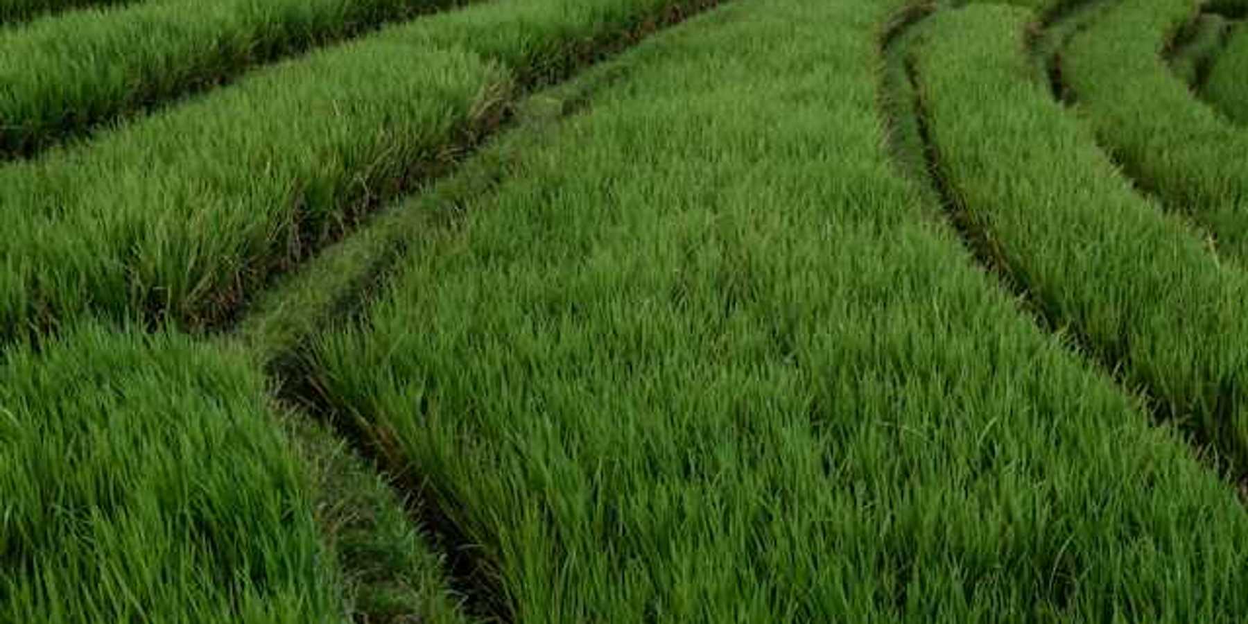 A view of rows of rice plants in a field