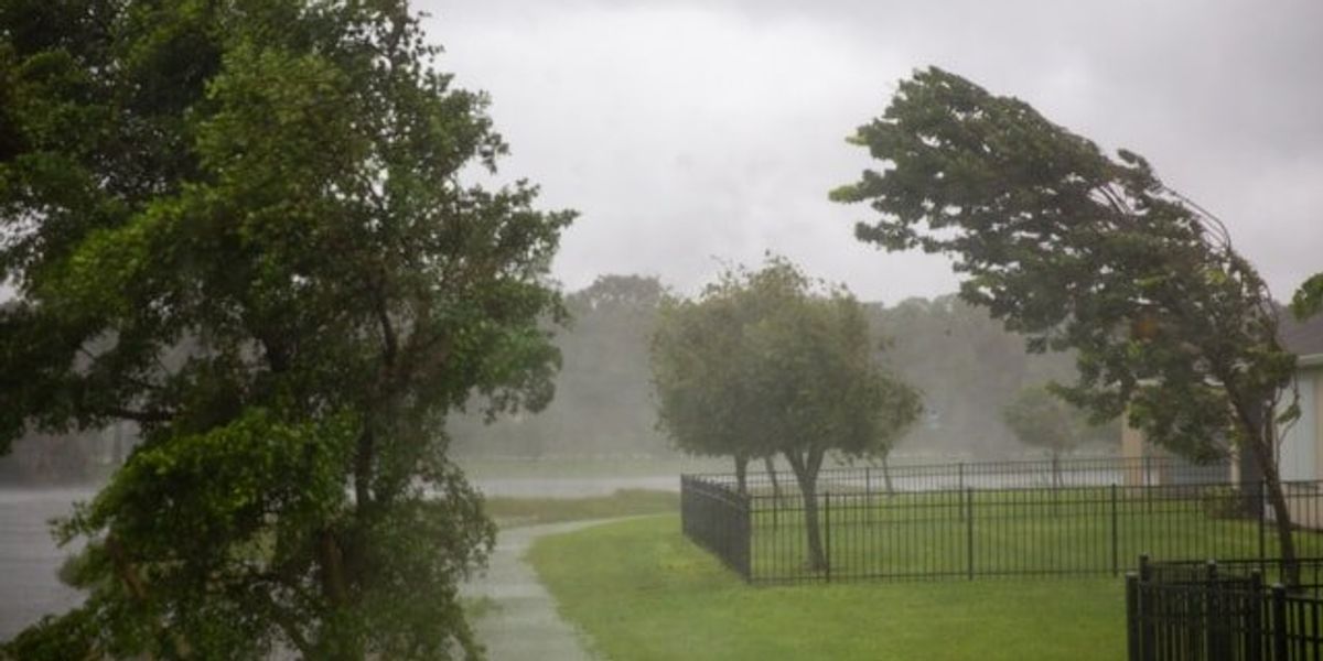 A view of swaying trees being blown in a rainstorm.