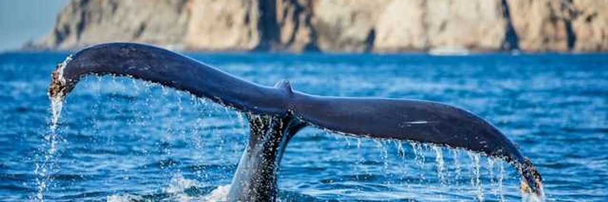 A view of the tail of a whale sticking out of the water as the whale dives
