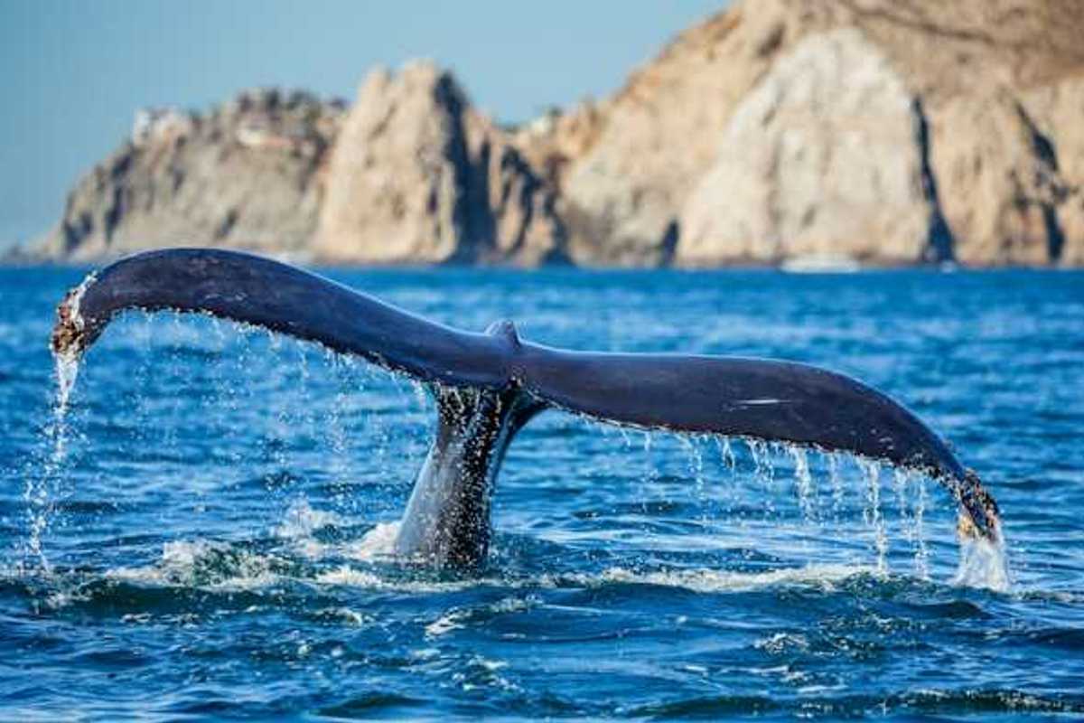 A view of the tail of a whale sticking out of the water as the whale dives