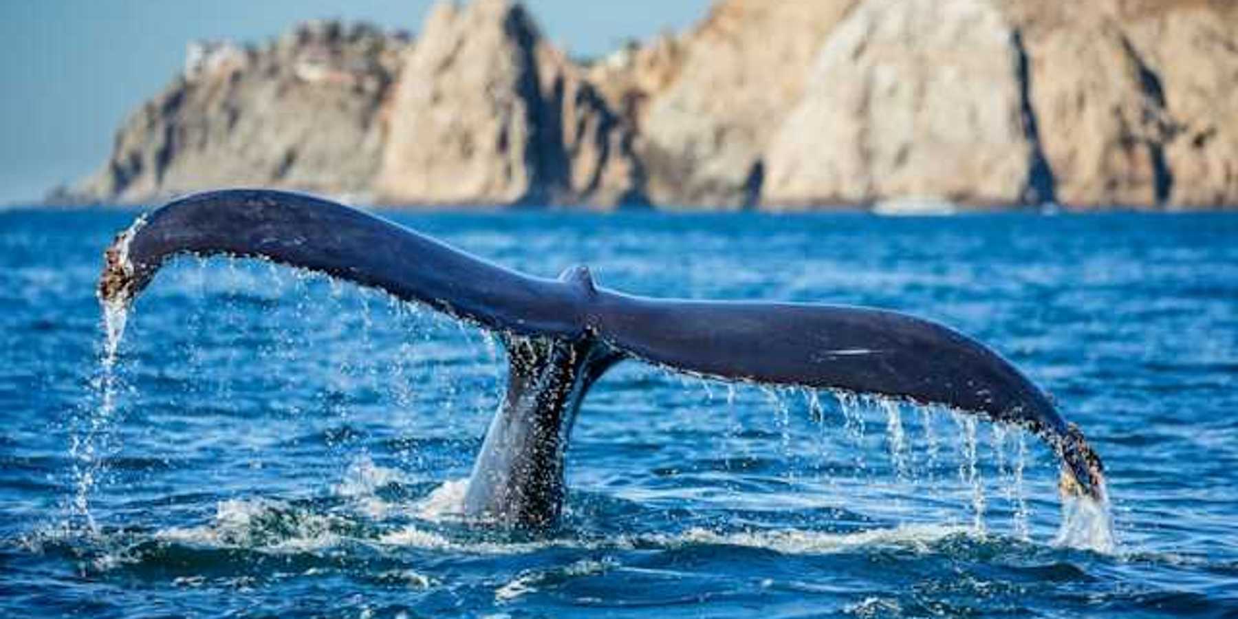 A view of the tail of a whale sticking out of the water as the whale dives