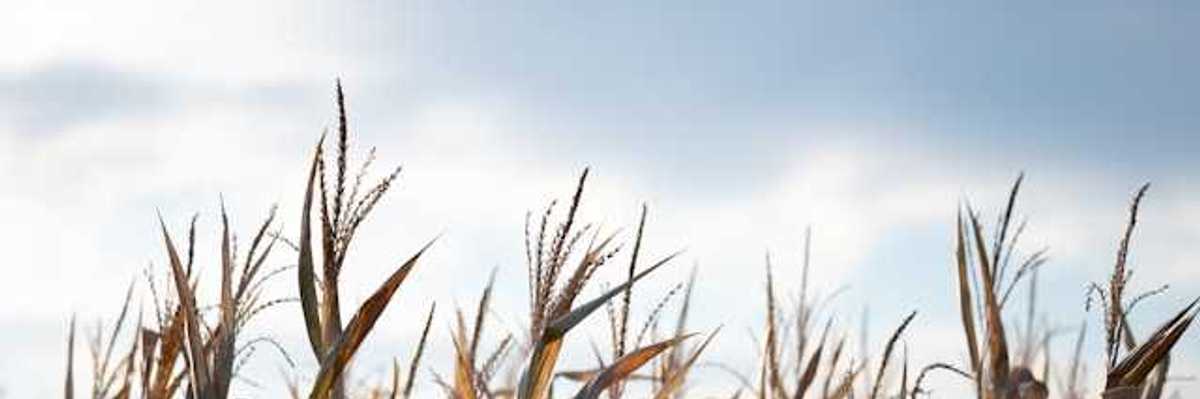 A view of the tops of wheat stalks in a field