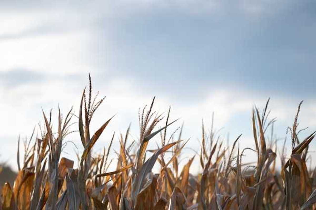 A view of the tops of wheat stalks in a field