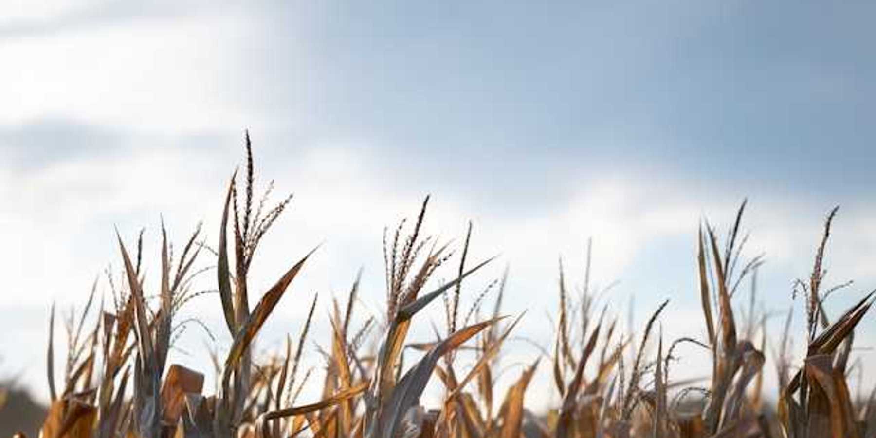 A view of the tops of wheat stalks in a field