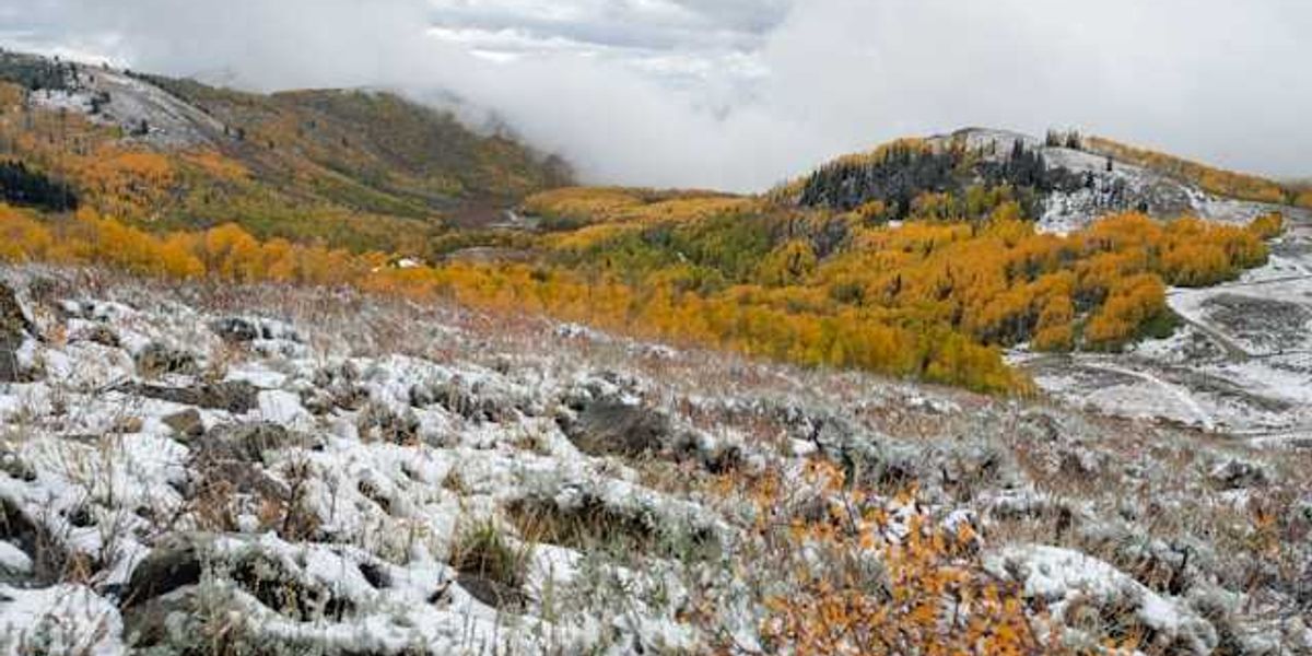 A view of tundra and yellow bushes with fog in the distance