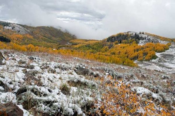 A view of tundra and yellow bushes with fog in the distance