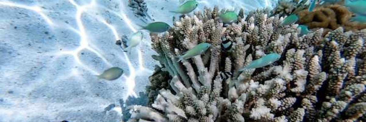 A view of white coral with small blue fish swimming over it