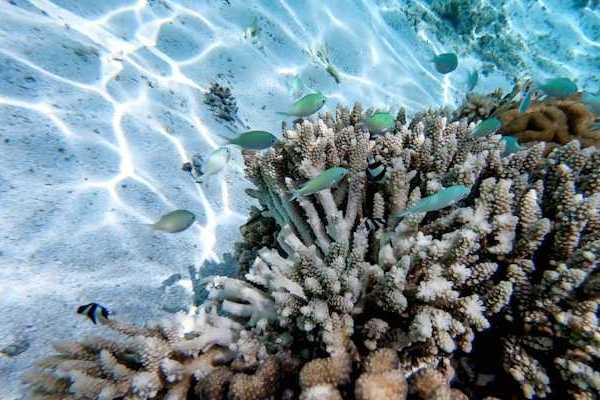A view of white coral with small blue fish swimming over it