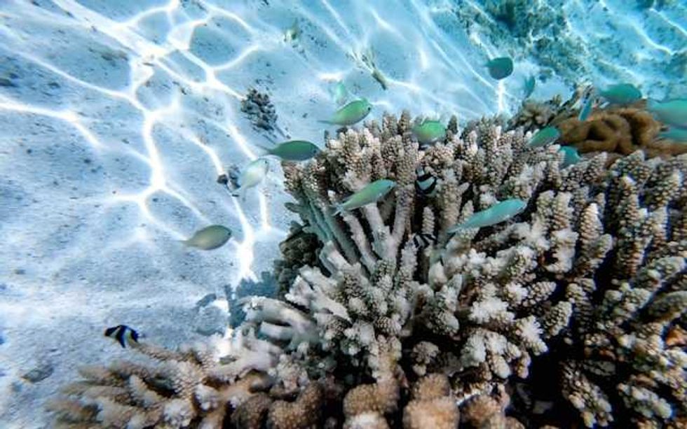 Coral bleaching: How warming seas are transforming the world’s reefs