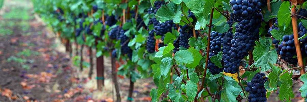 A vineyard with purple grapes hanging on the vines