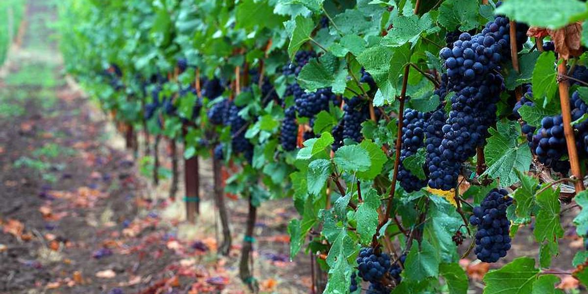 A vineyard with purple grapes hanging on the vines