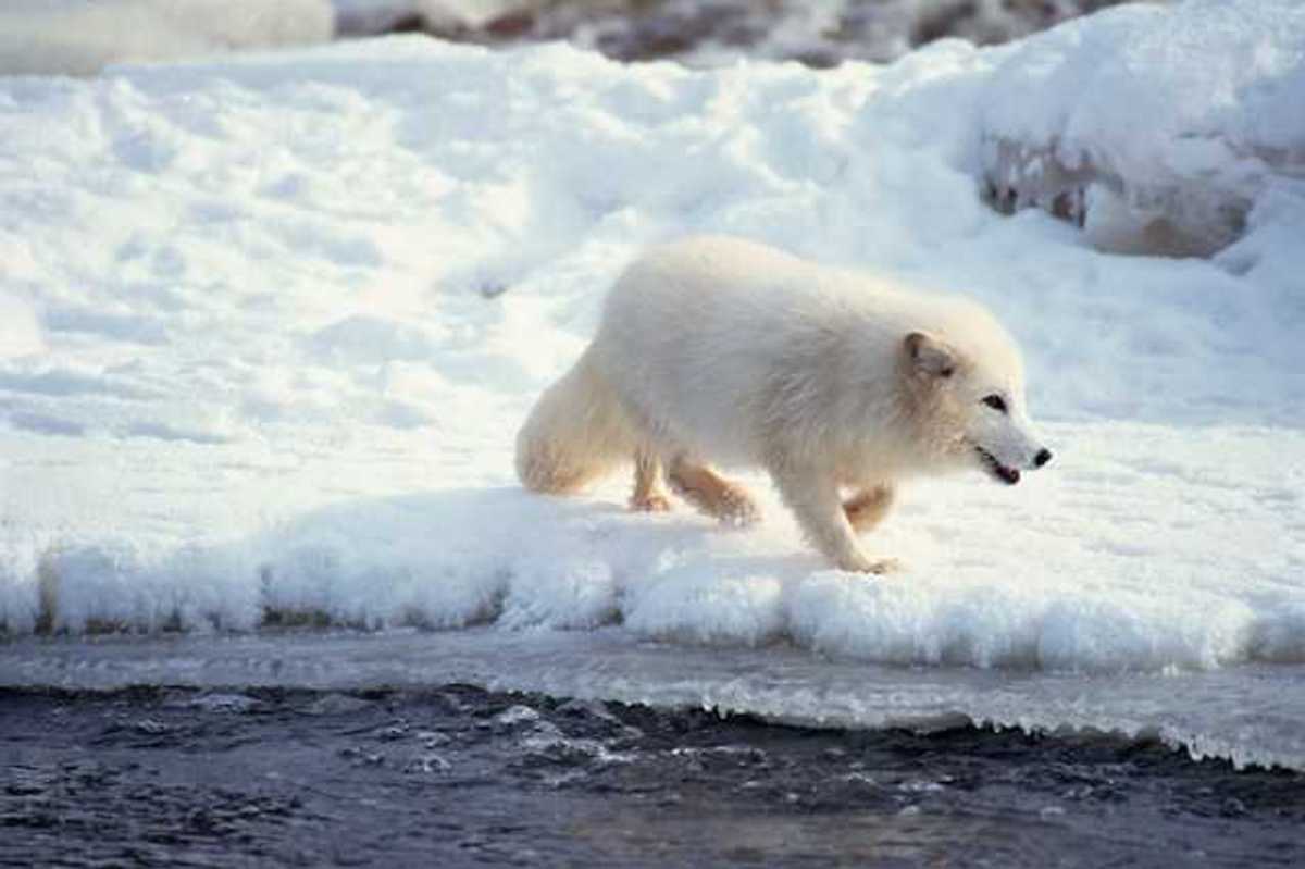 A white Arctic fox walking in a snowy landscape
