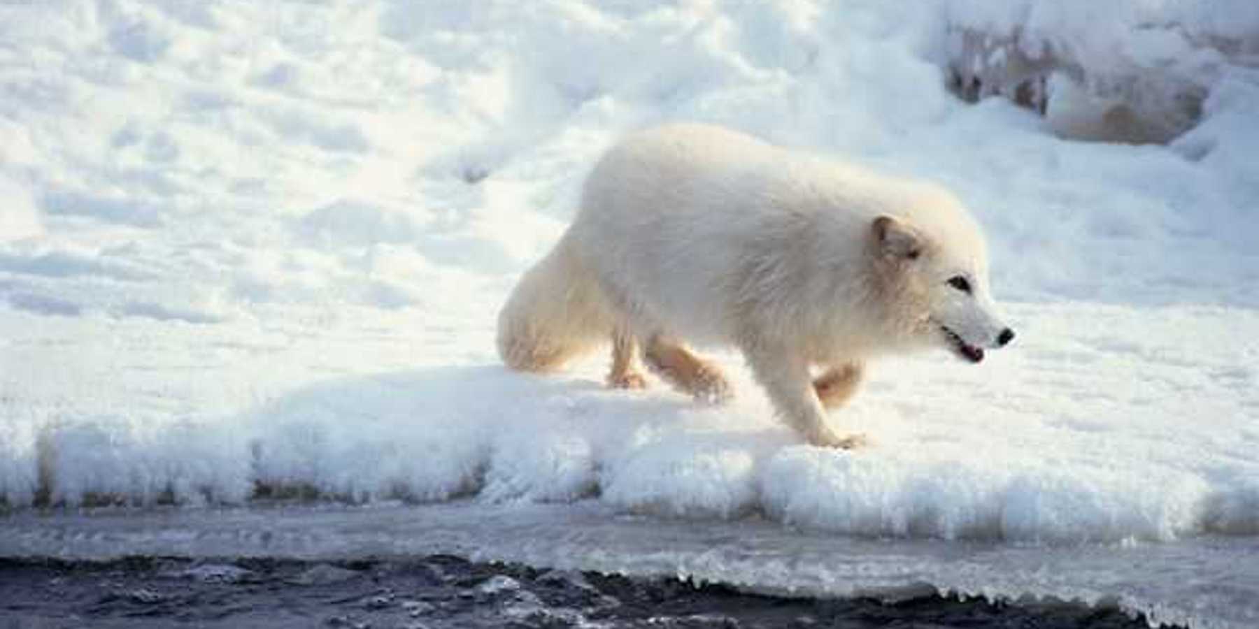 A white Arctic fox walking in a snowy landscape