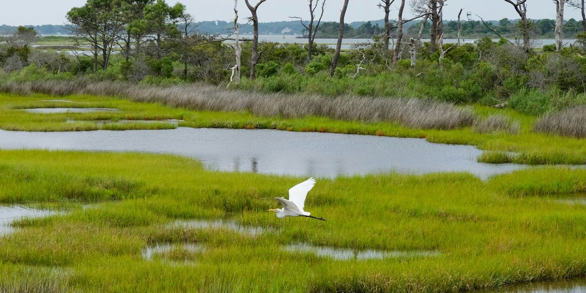 A white bird flies over a wetlands area.