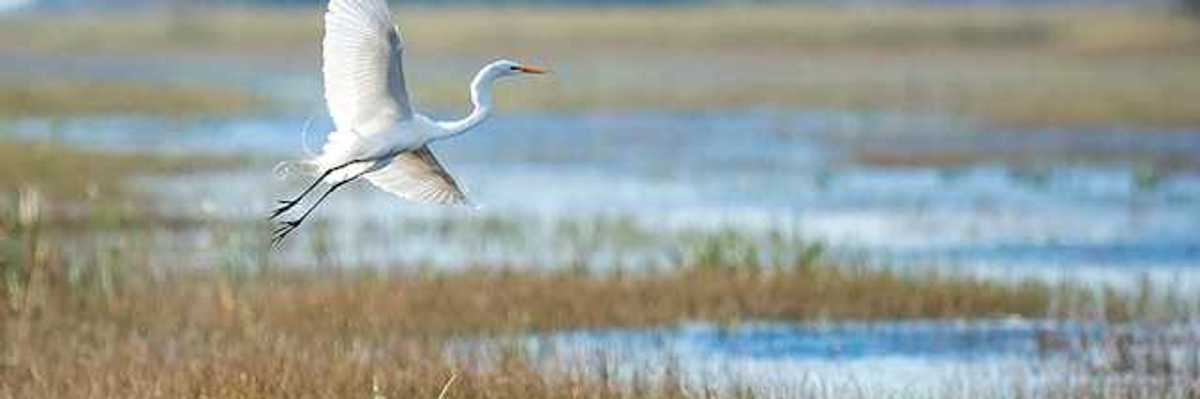 A white egret flying over a wetlands area