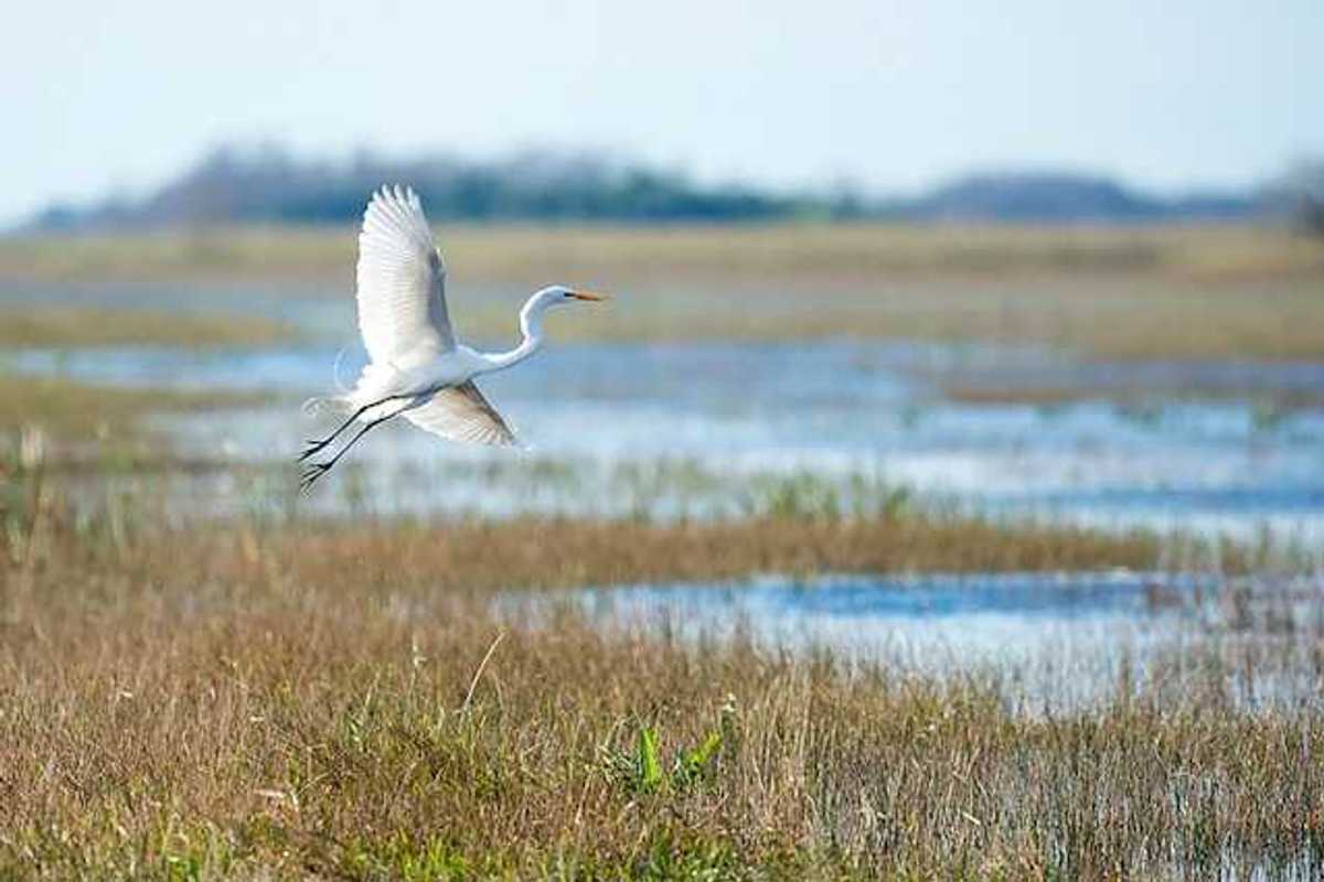 A white egret flying over a wetlands area