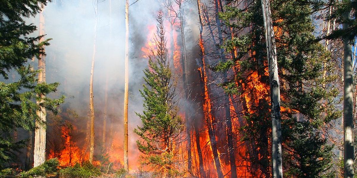 A wildfire burning in a dry forest.