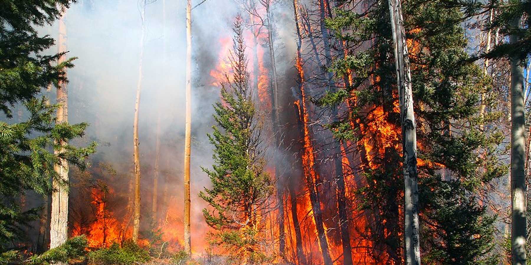 A wildfire burning in a dry forest.
