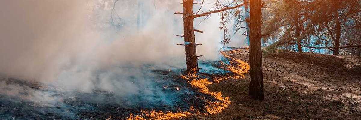 A wildfire moving through a forest