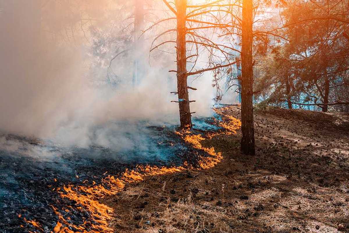 A wildfire moving through a forest