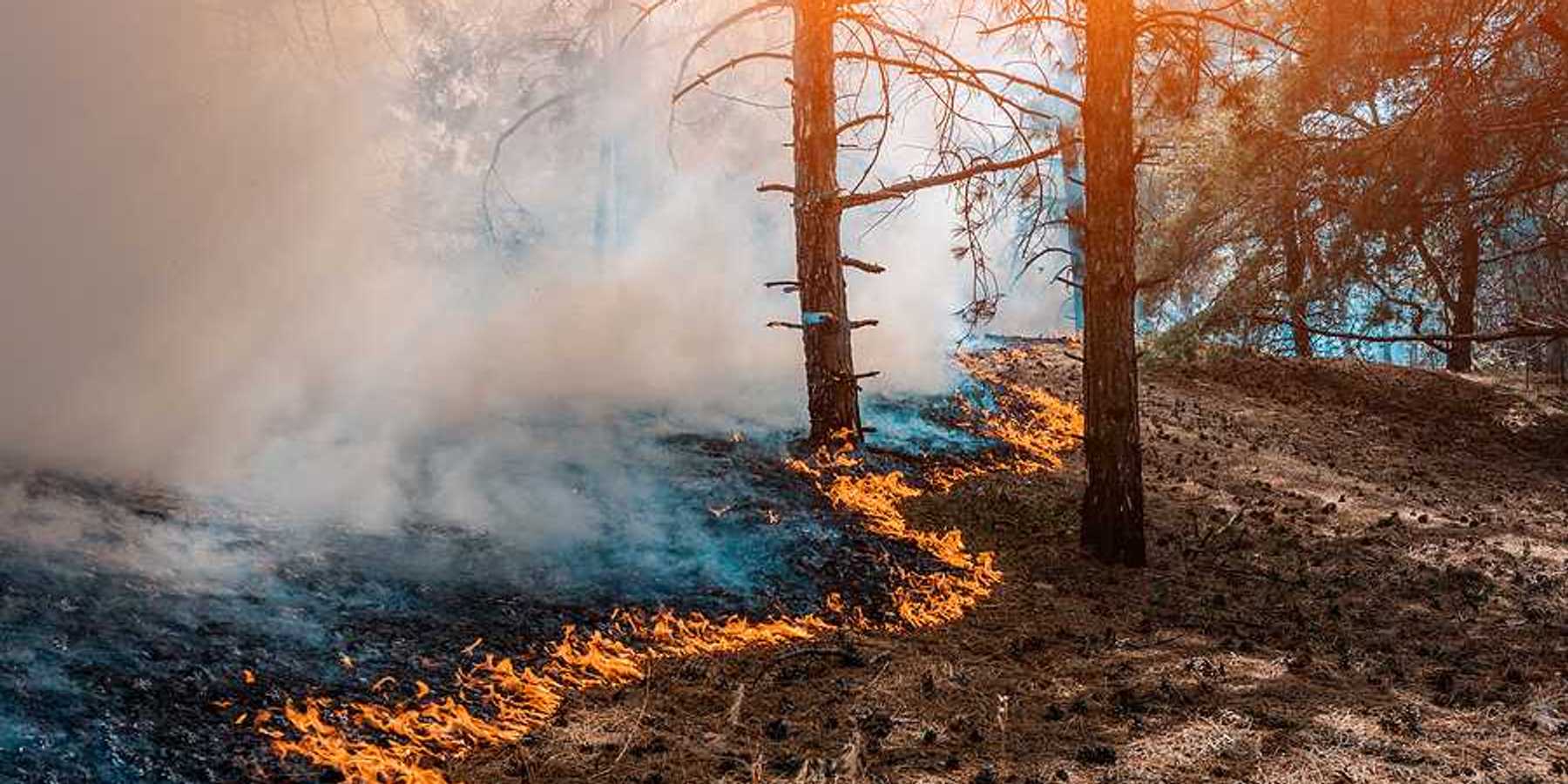 A wildfire moving through a forest