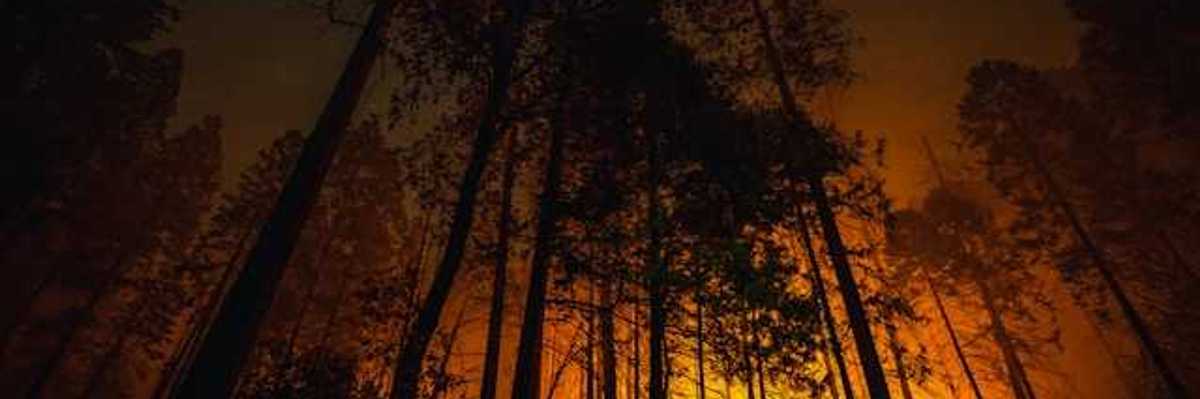 A wildfire silhouetted by forest trees