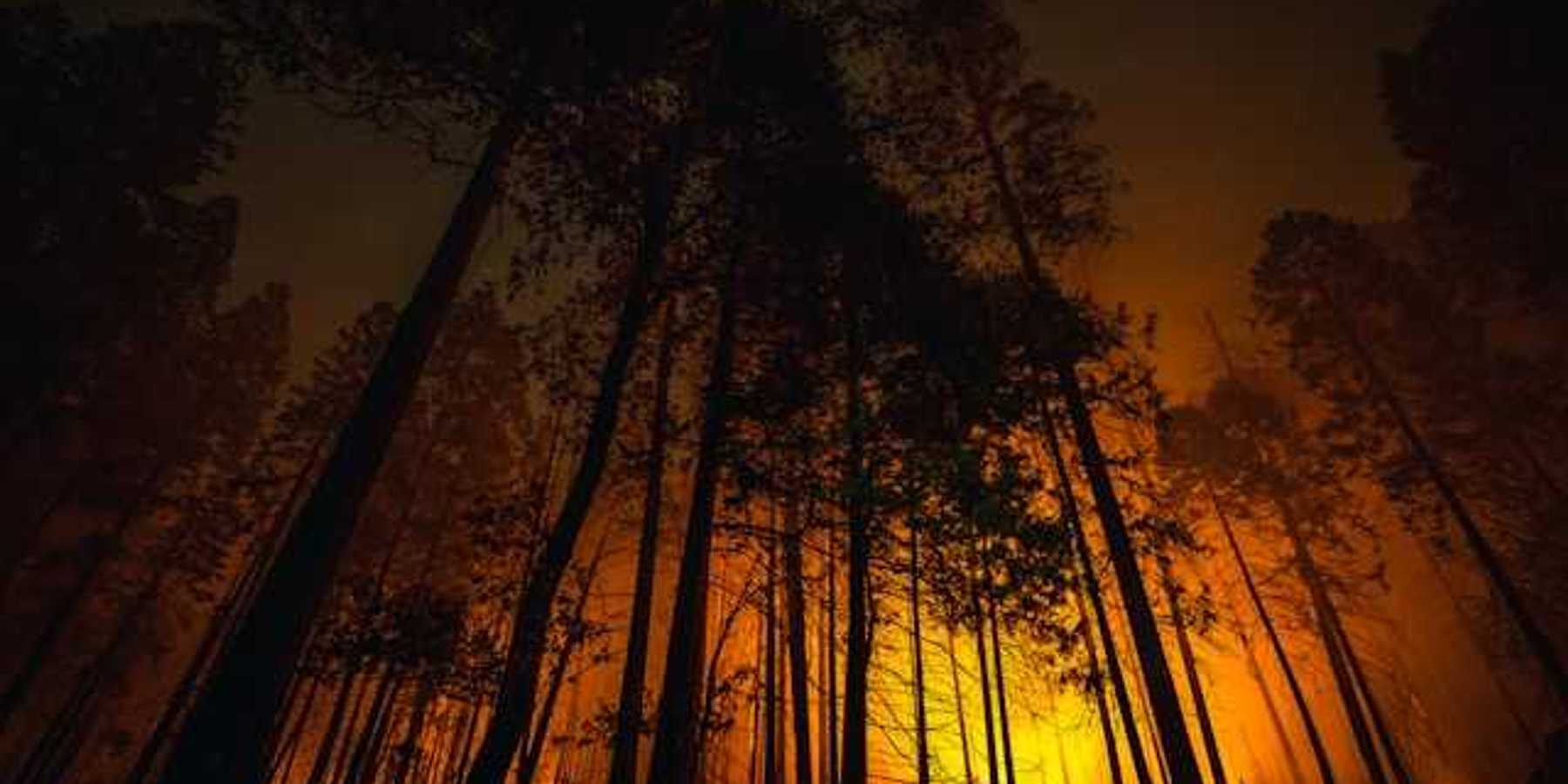 A wildfire silhouetted by forest trees