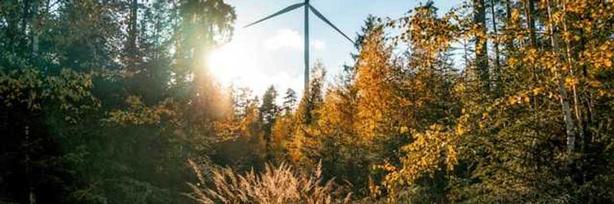 A wind turbine towering over a forest