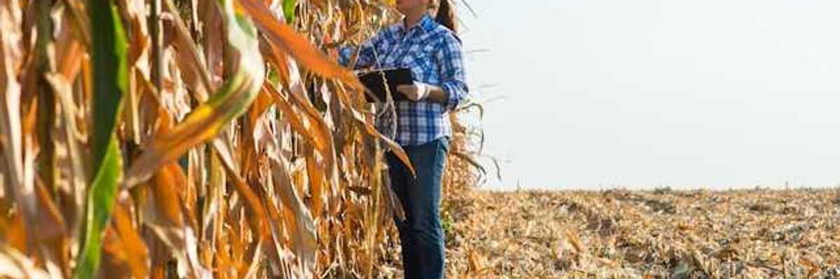 A woman standing next to brown and dried corn stalks