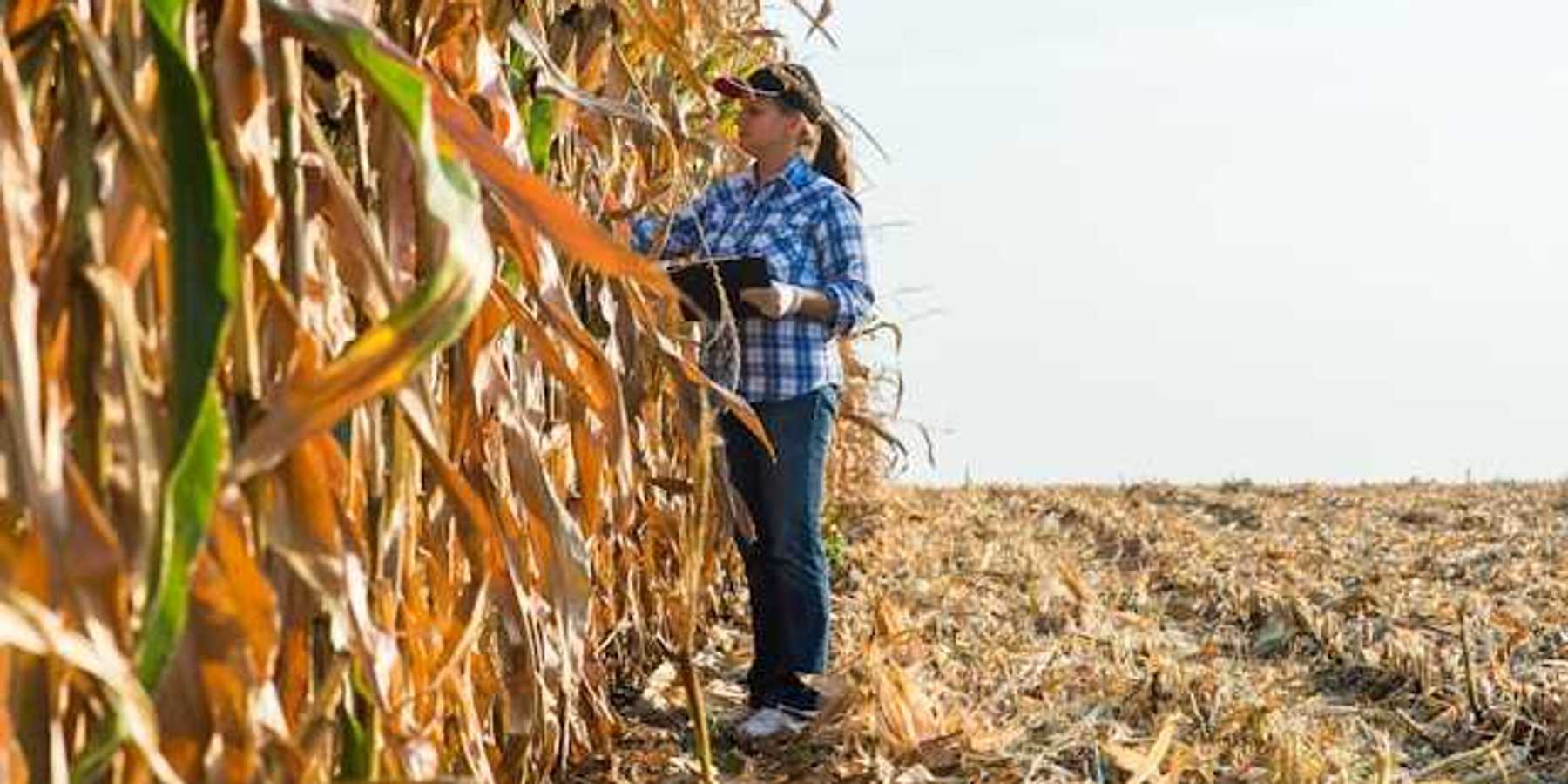 A woman standing next to brown and dried corn stalks
