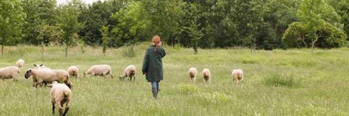 A woman walking in a field with a group of sheep