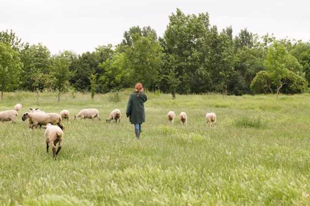 A woman walking in a field with a group of sheep