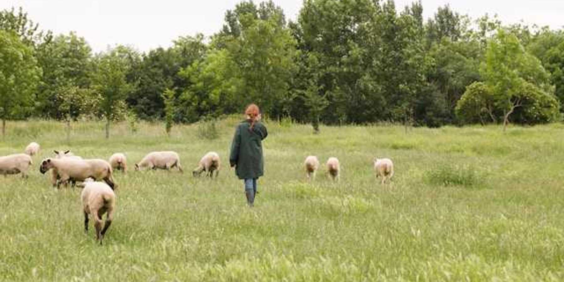 A woman walking in a field with a group of sheep