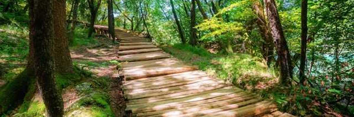 A wooden path in the forest leading into the distance
