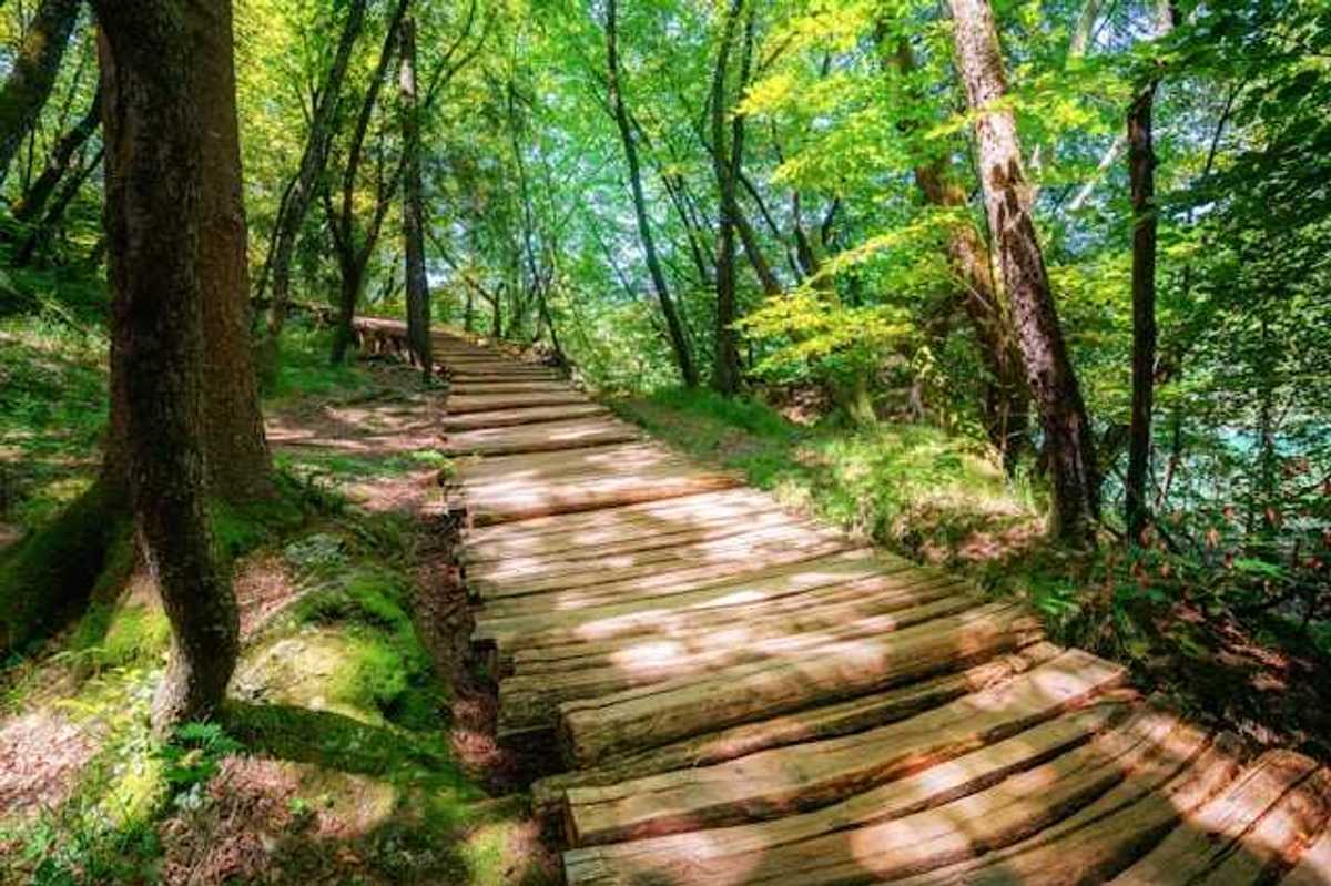 A wooden path in the forest leading into the distance