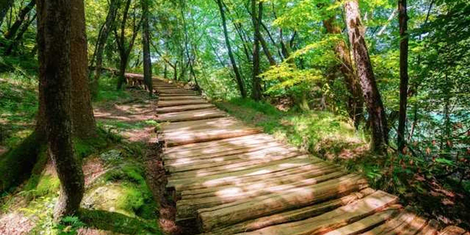 A wooden path in the forest leading into the distance