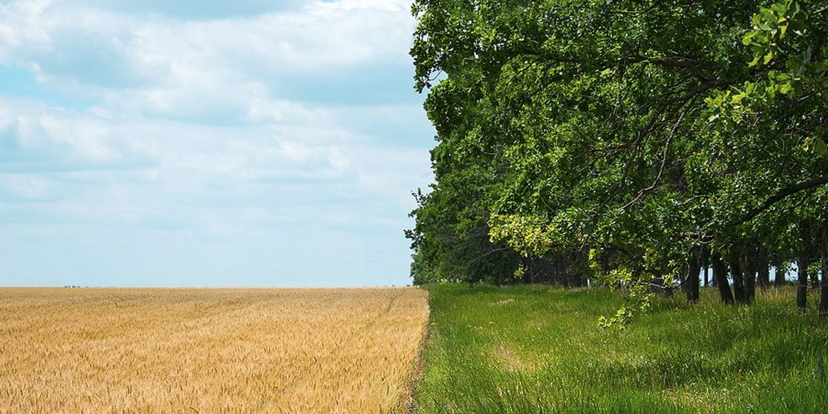 A yellow farm field next to a green field with trees.