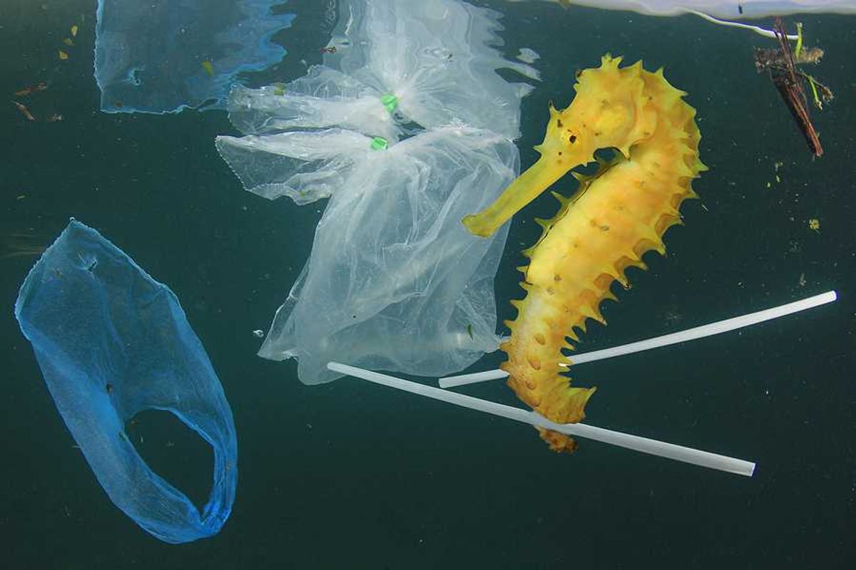 A yellow sea horse floating in the ocean with plastic trash