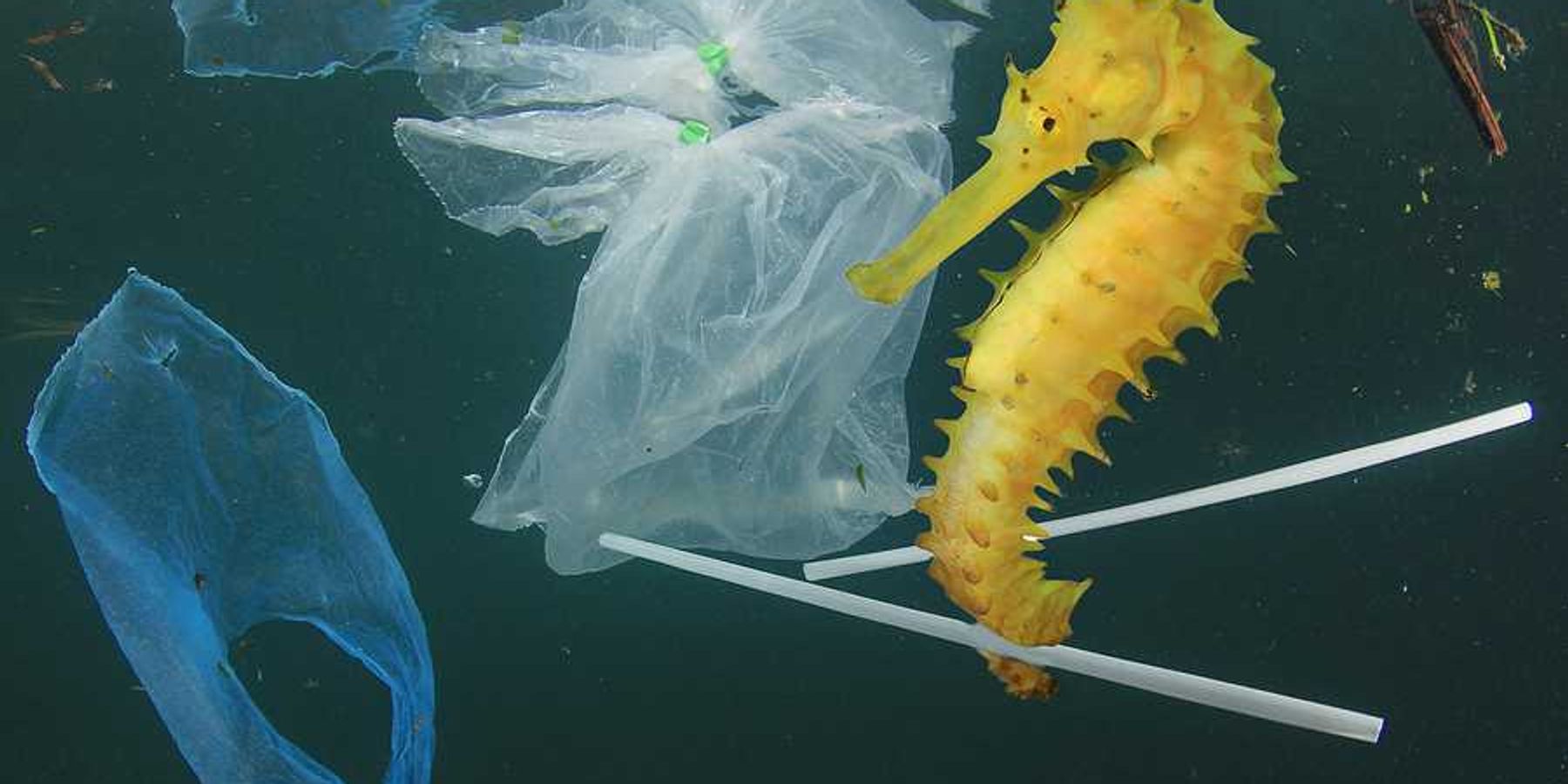 A yellow sea horse floating in the ocean with plastic trash