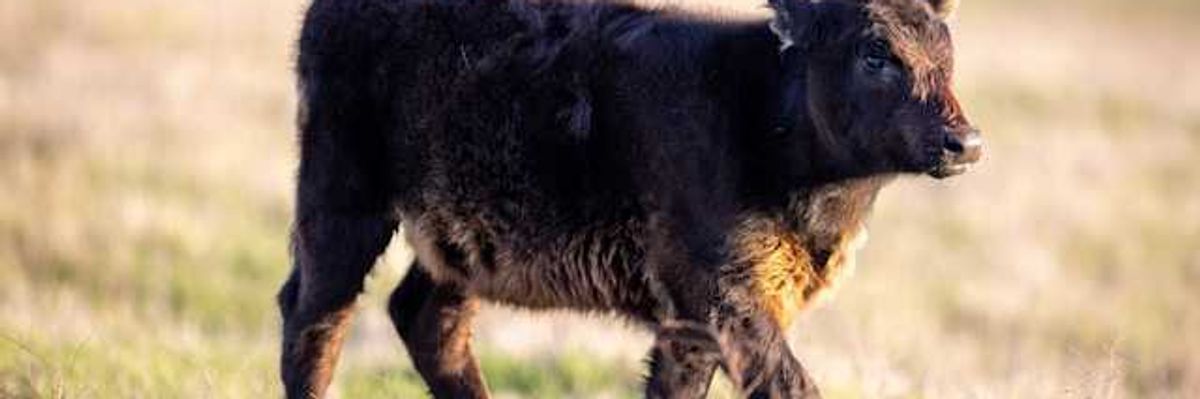 A young cow walking in a dry field