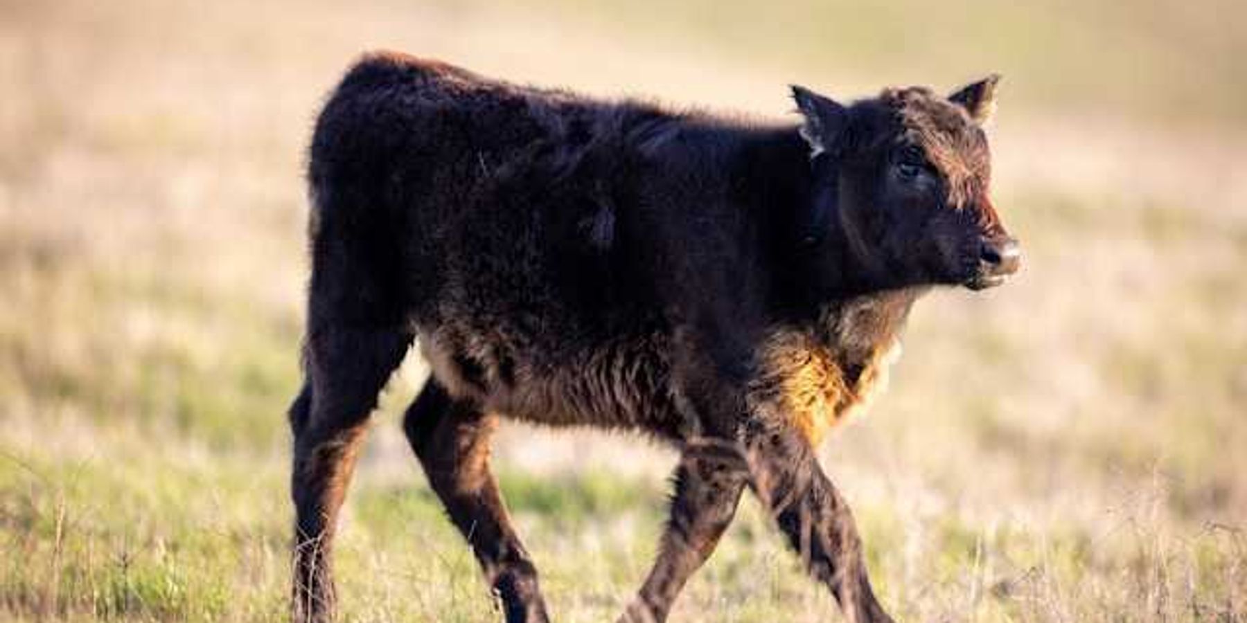A young cow walking in a dry field