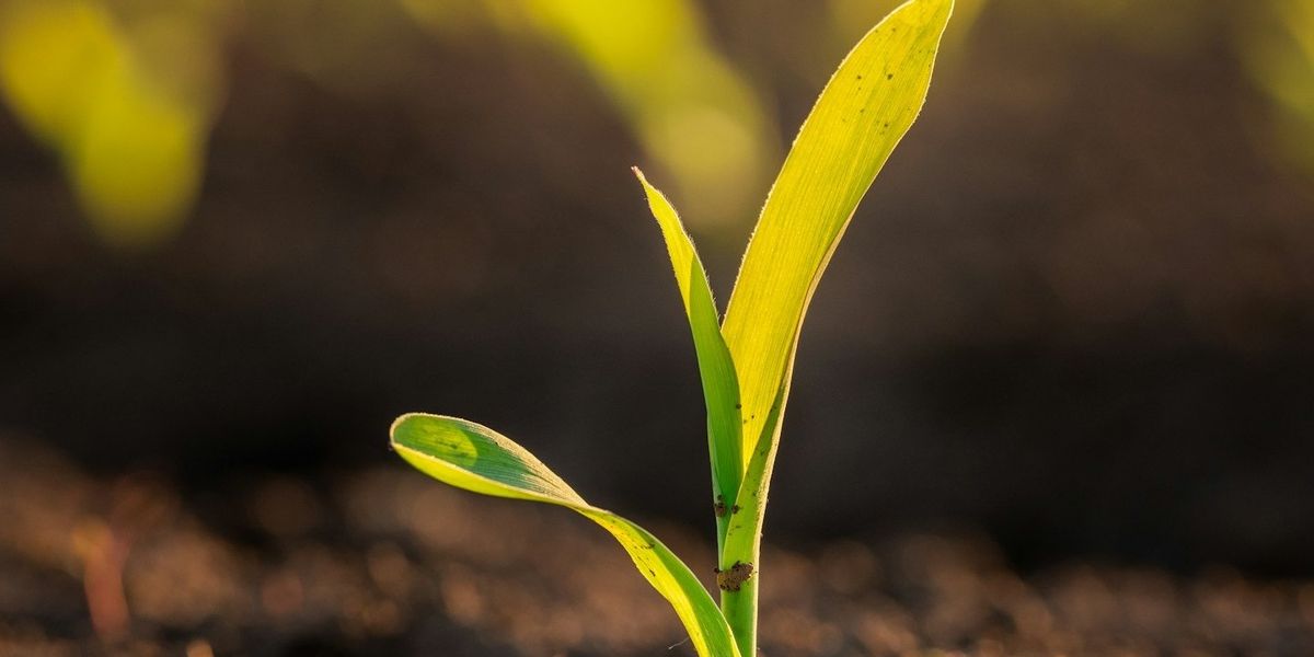 A young green plant pokes through the soil, backlit by the sun.