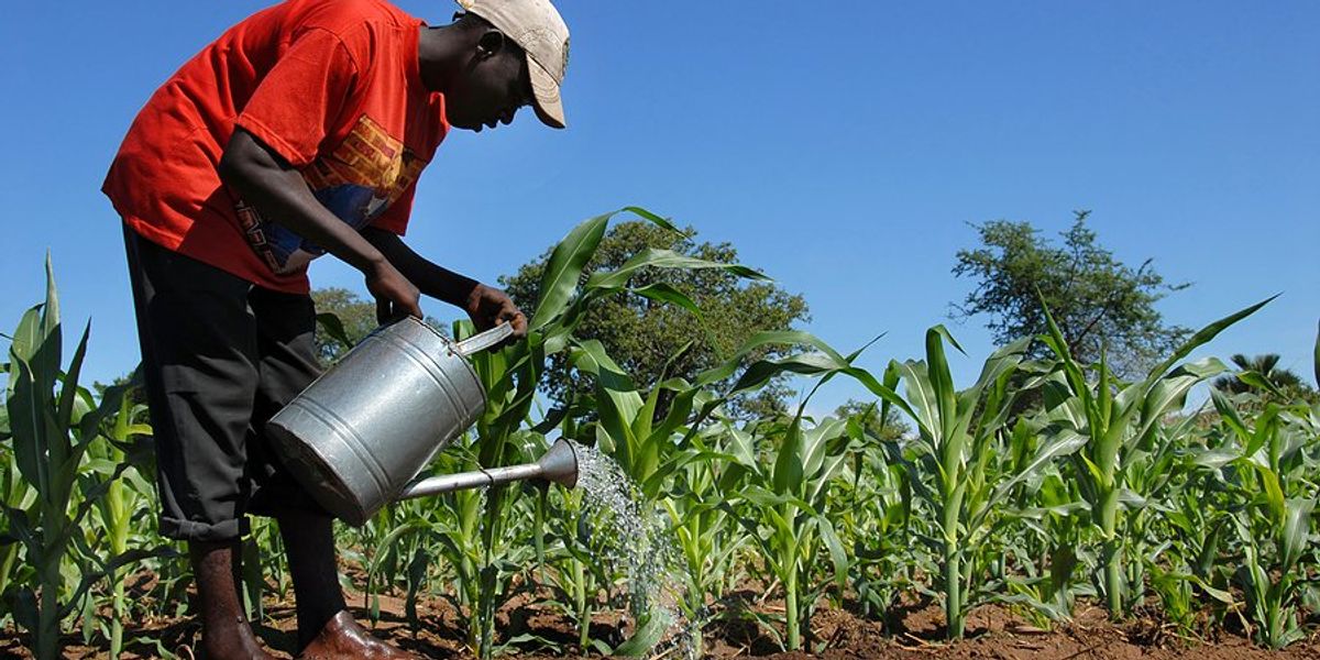 African farmer pouring water on crops.