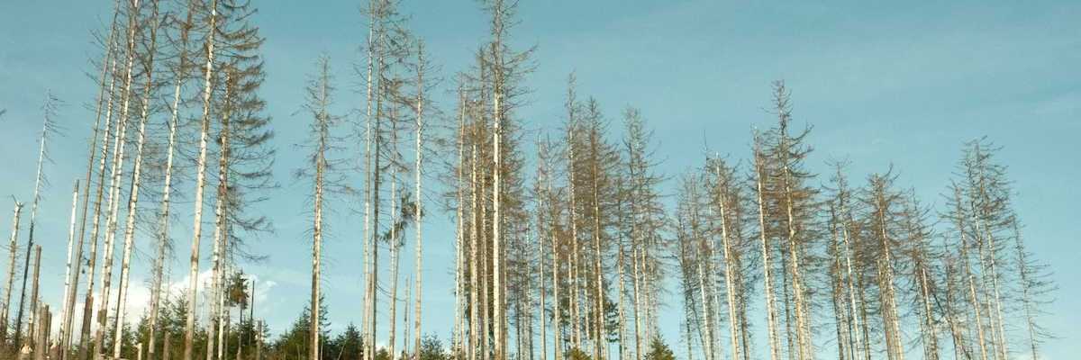 Aftermath of logging clearcutting operation with sparse diseased trees left behind