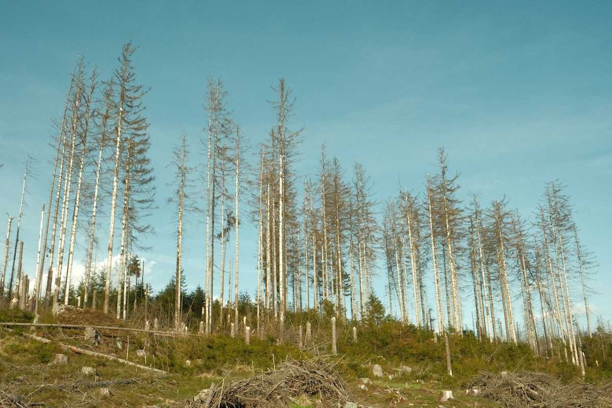 Aftermath of logging clearcutting operation with sparse diseased trees left behind